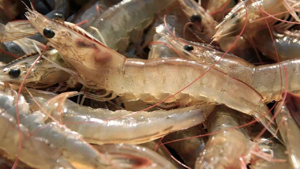 Tráfico ilegal de camarón, a punto de llevar a la quiebra a granjas acuícolas