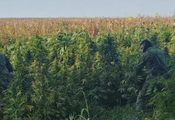 El olor a hierba delata y ubican plantío de mariguana en Mocorito