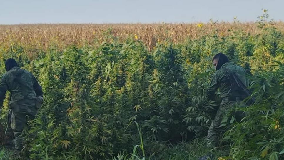 El olor a hierba delata y ubican plantío de mariguana en Mocorito