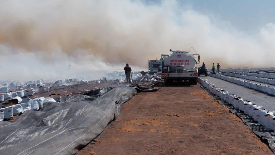 Se incendia cultivo de 7 hectáreas de arándanos en el ejido Primero de Mayo