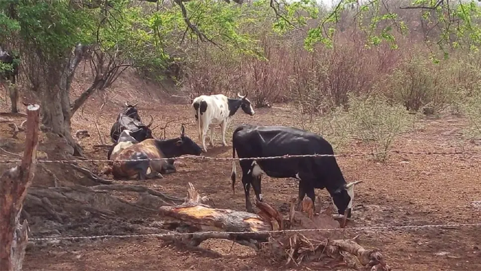 Detectan estafadores de ganaderos que prometen apoyos falsos