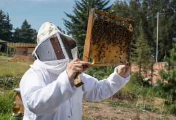 Colmenas registran presencia de plaga del pequeño escarabajo