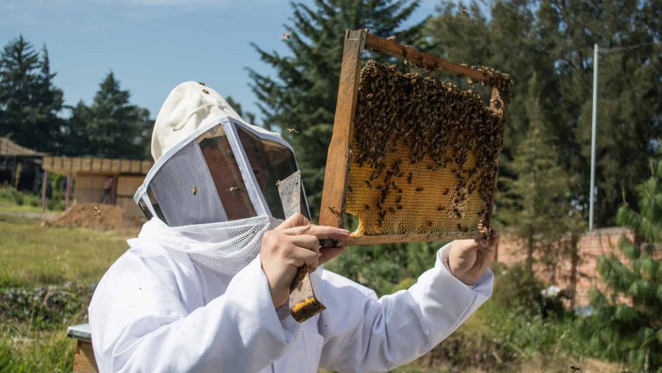 Colmenas registran presencia de plaga del pequeño escarabajo