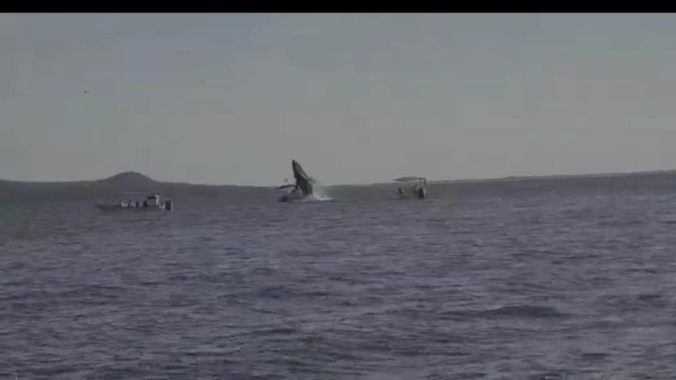 Ballena salta en el agua y cae sobre lancha en Topolobampo