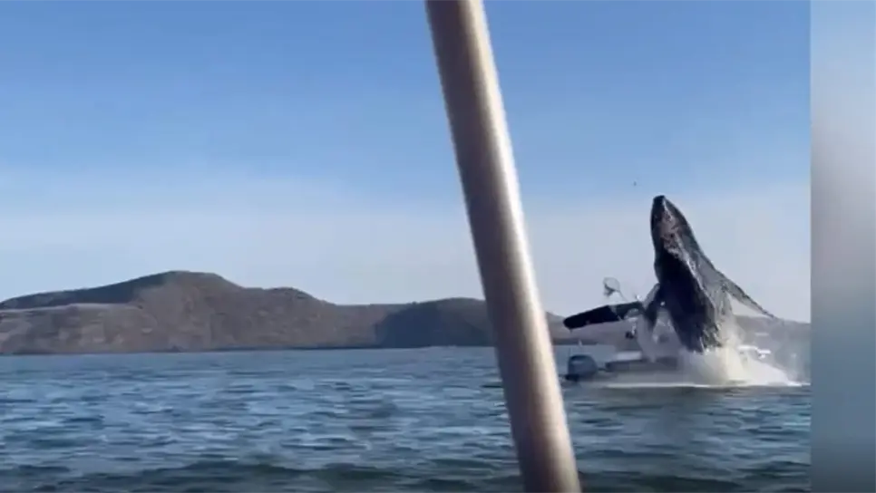 FOTO: Video de Facebook.