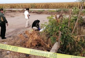 Hallan cadáver emplayado frente a la facultad de agronomía de la UAS, en Culiacán