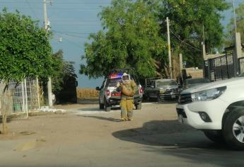 Enjambre de abejas ataca a vecinos de colonia popular de Los Mochis