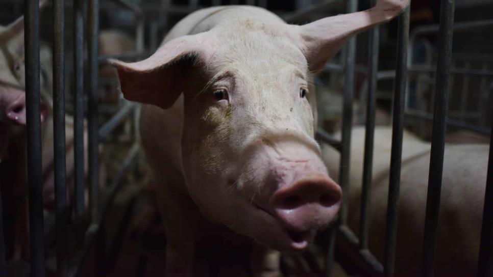  Sacrifican 400 puercos más al mes en Mazatlán por cierre de rastros clandestinos