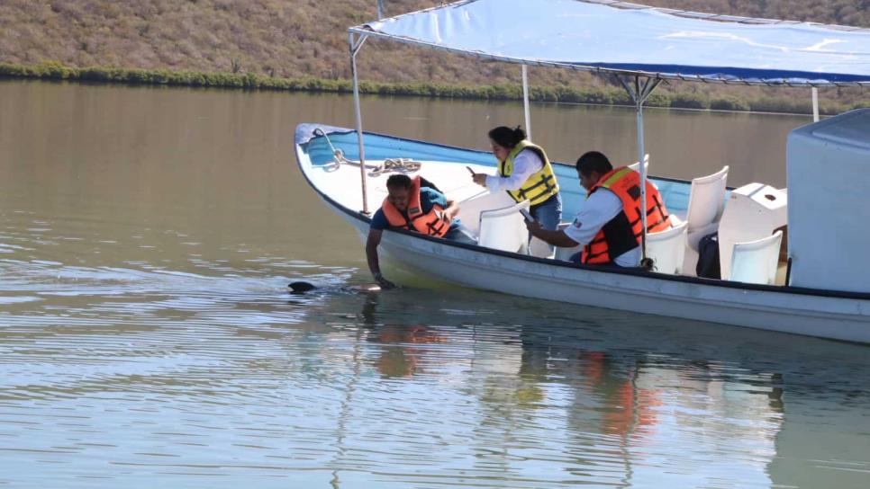 ¡Ya puedes visitar al Pechocho! El delfín se recupera de sus lesiones