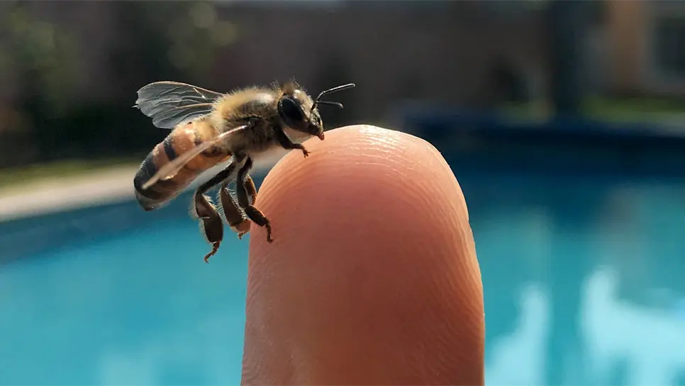 ¡Sin abejas no hay vida! Este 20 de mayo es su día