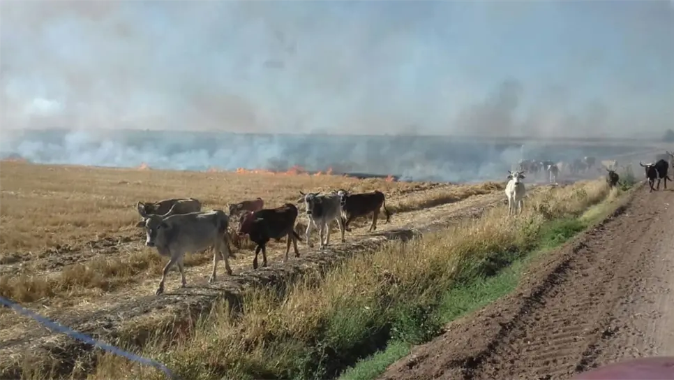 ¡No quemes la soca, véndela!, Ganaderos ocupan alimento para animales