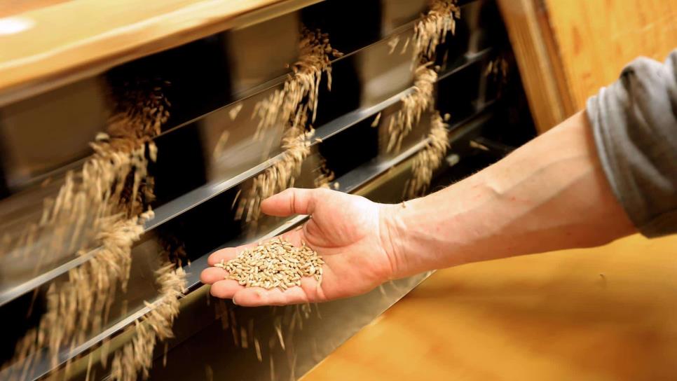 Rusia advierte que no exportará cereales en detrimento de su propio mercado