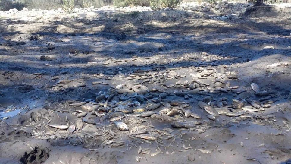 Río Choix se queda sin agua, mueren miles de peces