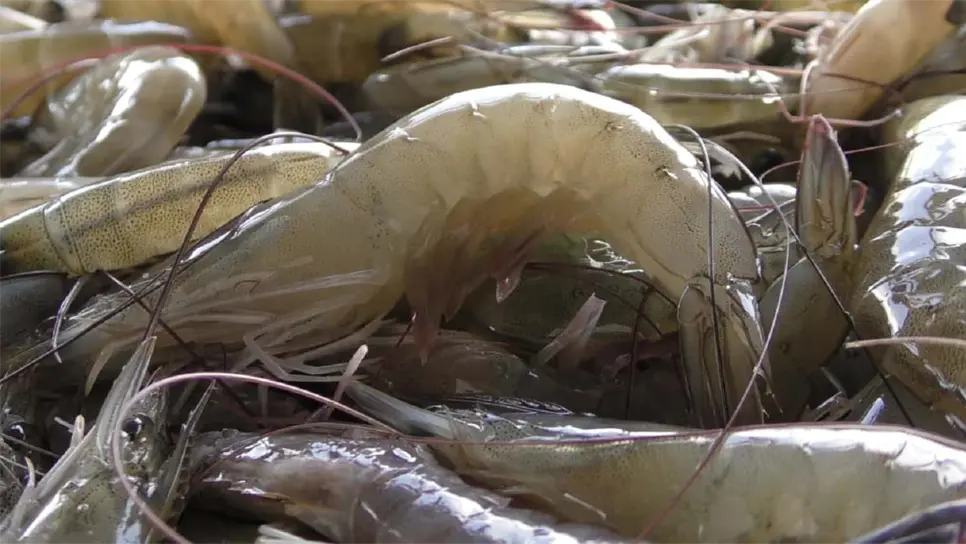 Secretaría de Pesca pide denunciar venta de camarón ecuatoriano en Sinaloa