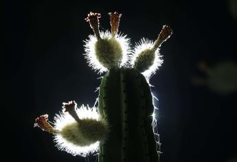 La pitaya, el fruto exótico que crece en México al calor de la primavera