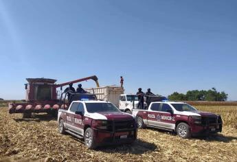 «Del campo a la bodega», Policía de Ahome vigila cosecha de maíz en Ahome