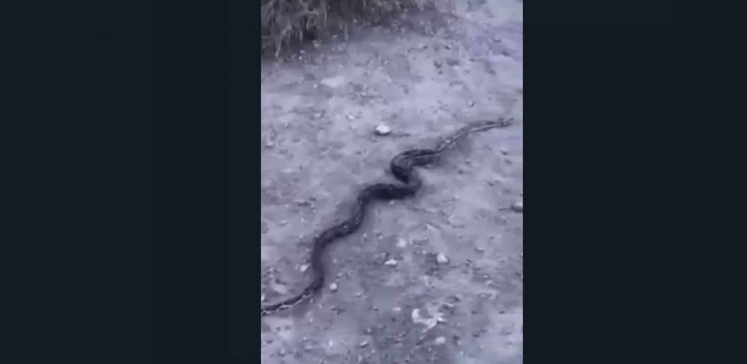 Aparecen serpientes en el Faro de Mazatlán