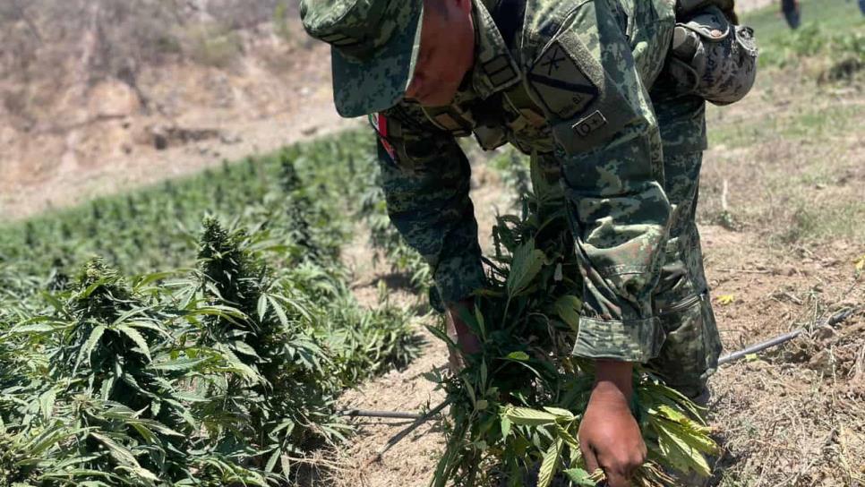 Ejército y fuerza aérea mexicana destruyen 11.5 hectáreas de mariguana Tamazula Durango