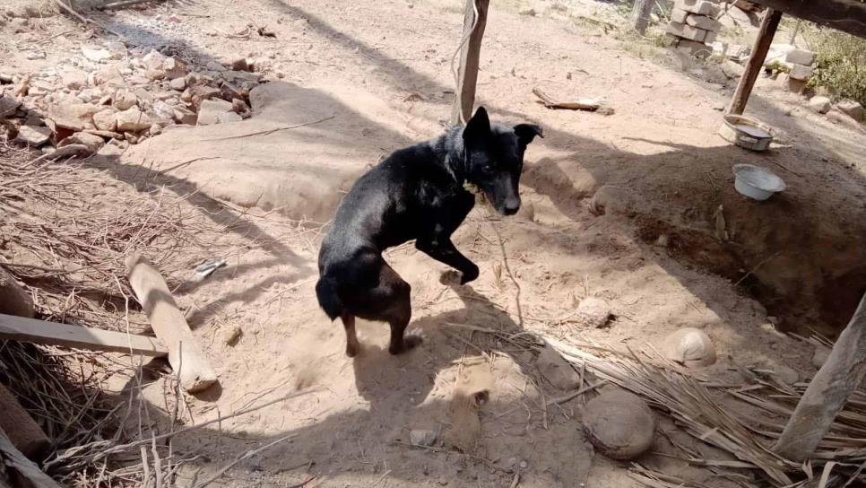 Buscan crear fundación para ayudar y proteger a animales de calle en El Rosario