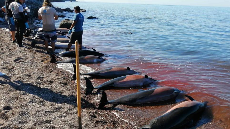 Unos 30 delfines mueren varados cerca de La Paz