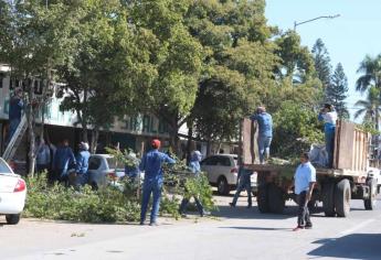 Gobierno de Ahome llama a solicitar permisos a quien pretenda talar un árbol