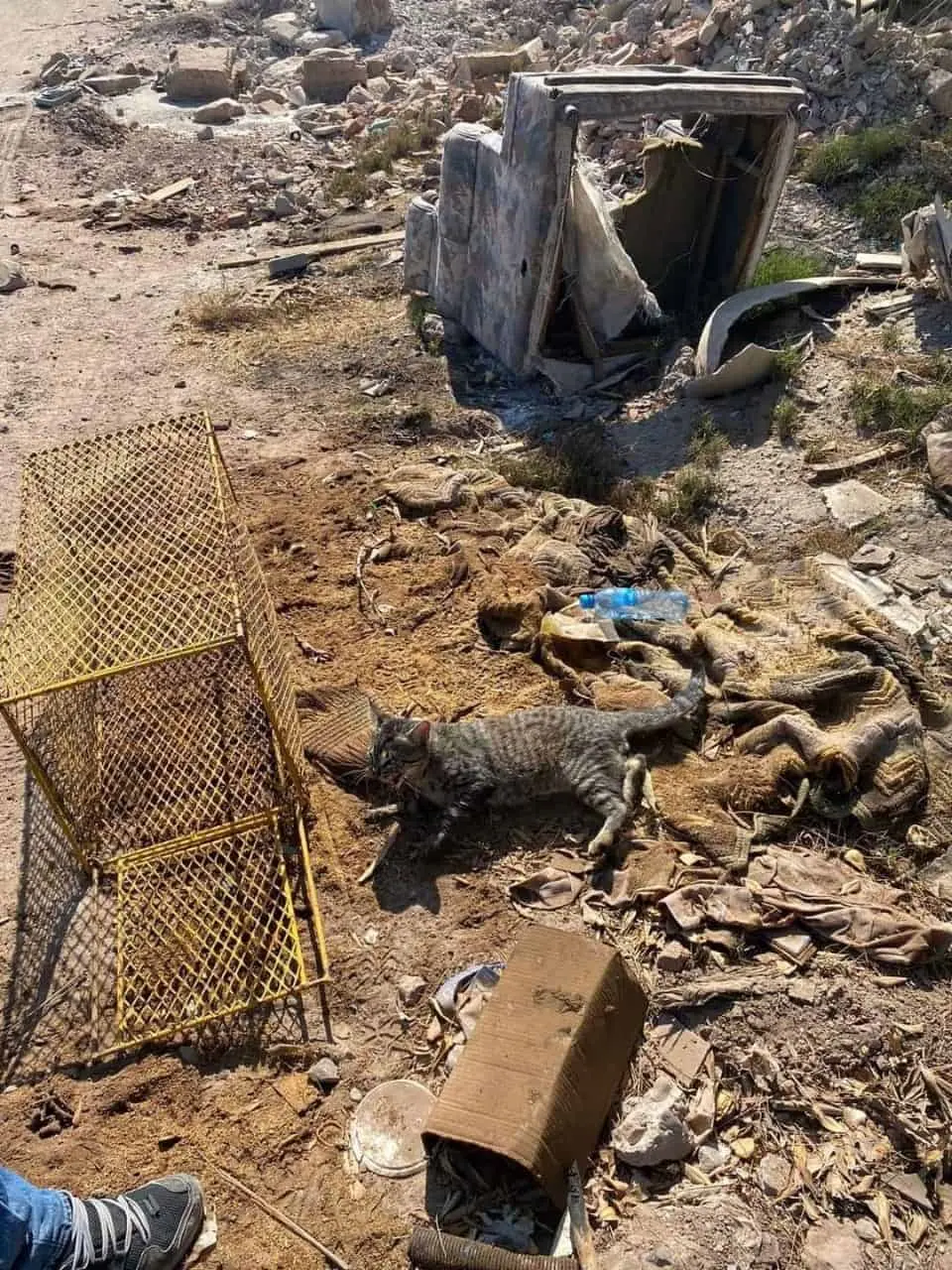 Protección Civil confunde gato doméstico con gato Montés y lo libera