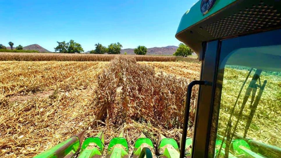 Se reduce ciudad de la siembra de maíz en EUA