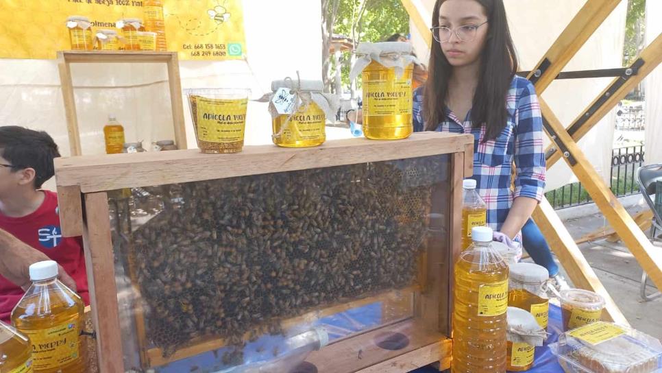 Apiterapia, medicina alternativa con abejas