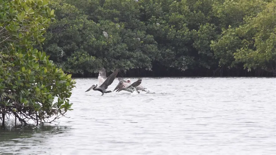 Desarrollará QB4 proyecto de remediación de la bahía de Ohuira