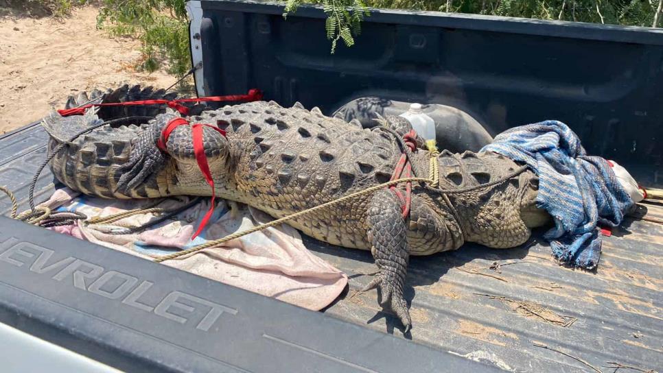 Capturan cocodrilo de 3 metros en Ahome, se comió dos becerros