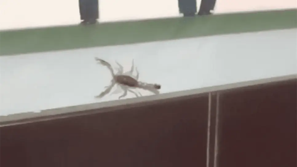 FOTO: Captura de video.