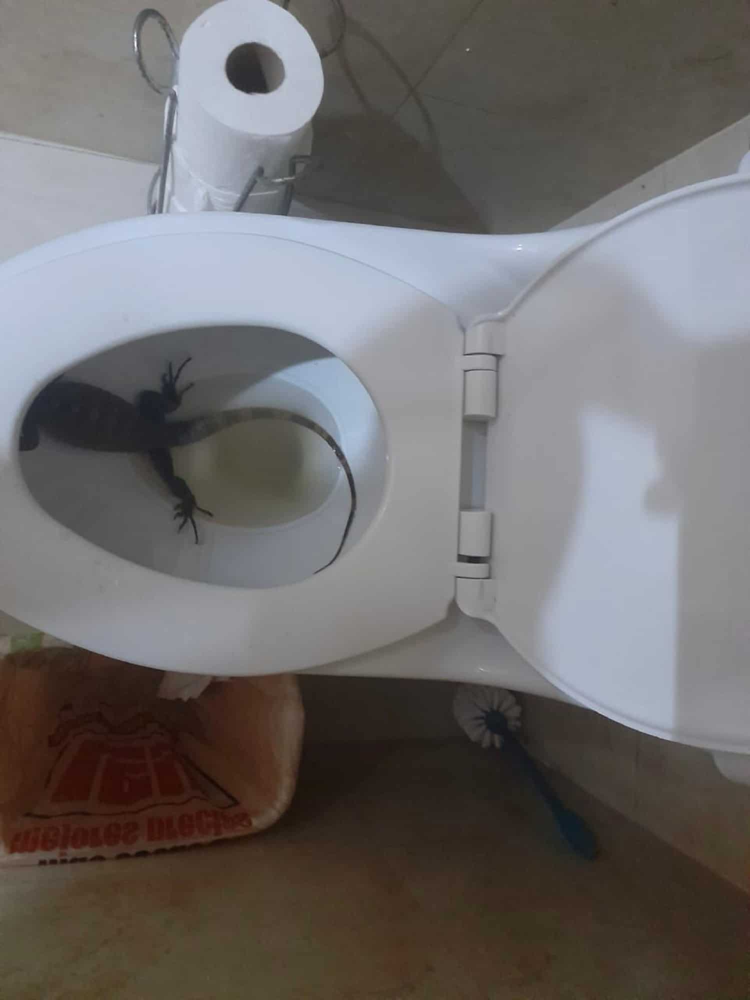 Iguanas y garrobos vuelven a salir de tazas de baño en Mazatlán