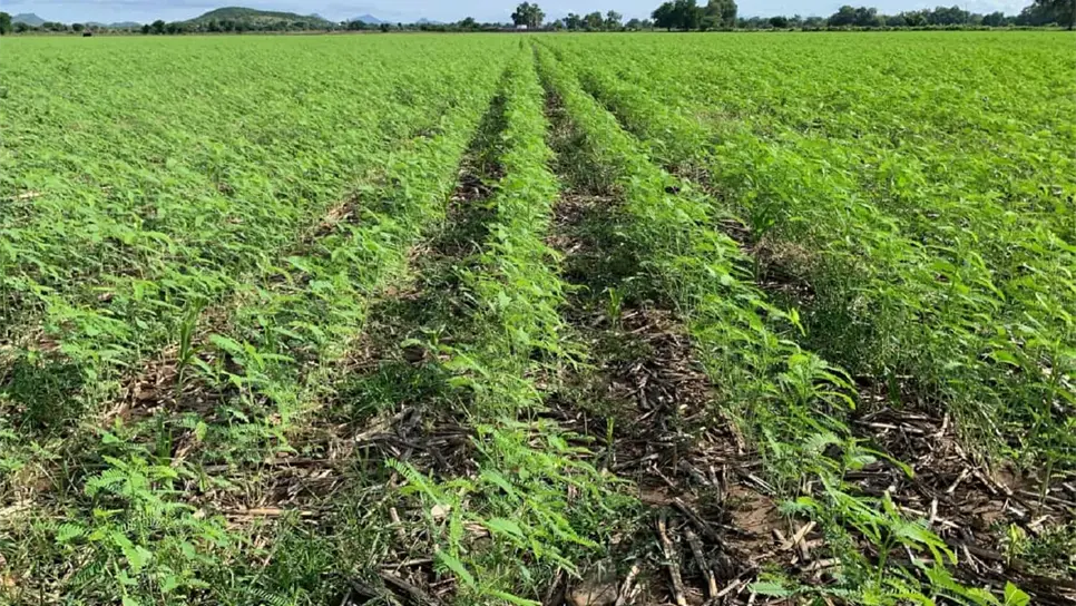 Asociación de Agricultores recomienda la siembra de sesbania