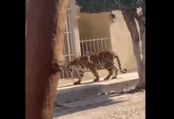 Tigre de bengala se pasea por calles de Tecuala