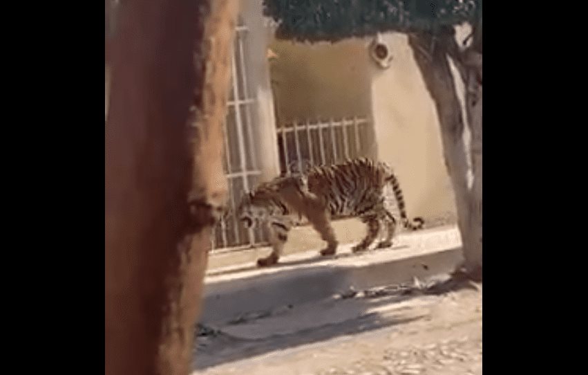 Tigre de bengala se pasea por calles de Tecuala