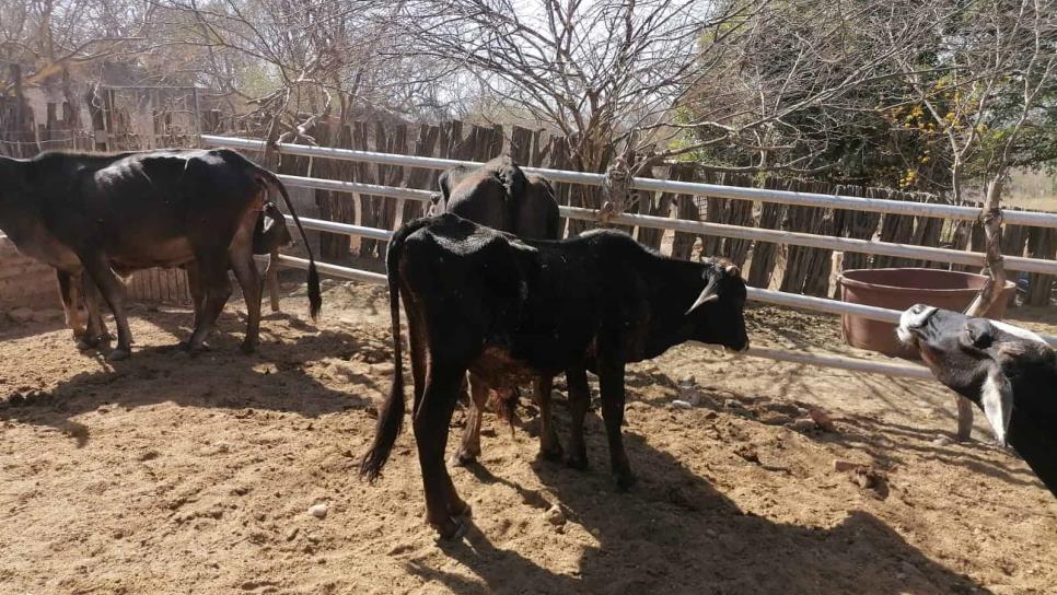 Ganaderos del sur de Sinaloa esperan lluvias con mayor intensidad para verse beneficiados