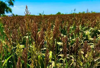 Inicia cosecha de sorgo