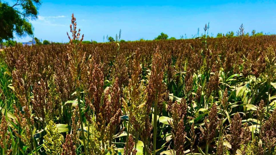 Inicia cosecha de sorgo