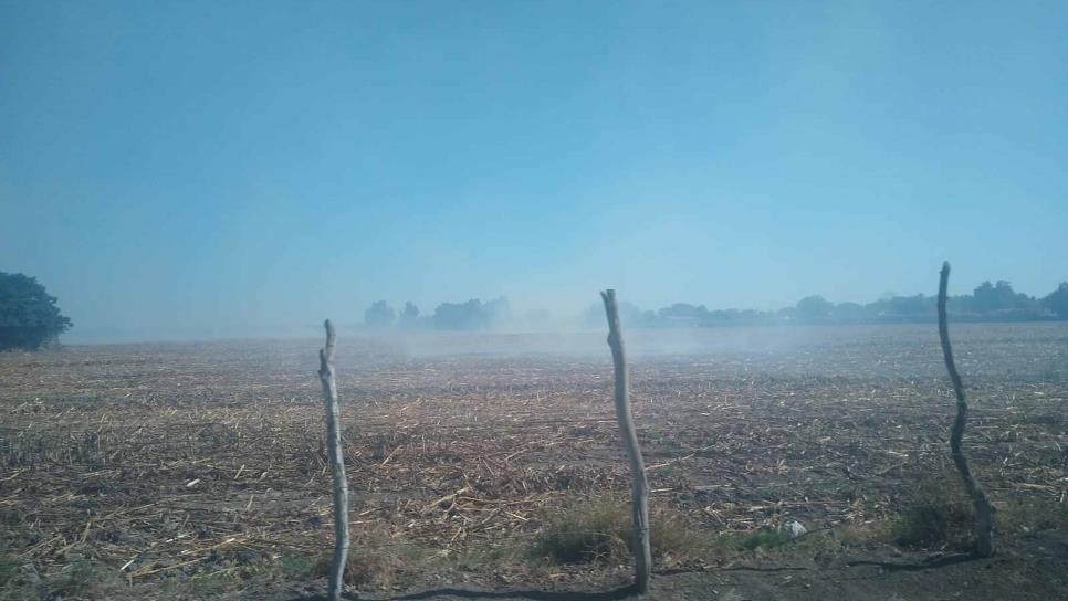 Se ha quemado soca en el 15% de las hectáreas establecidas en Sinaloa