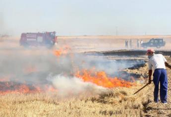 Sinaloa analiza no otorgar permisos de siembra a quienes queman soca