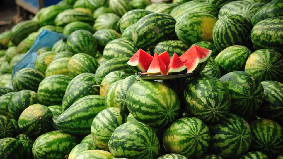 Temporaleros de Choix apuestan por cultivo de sandía