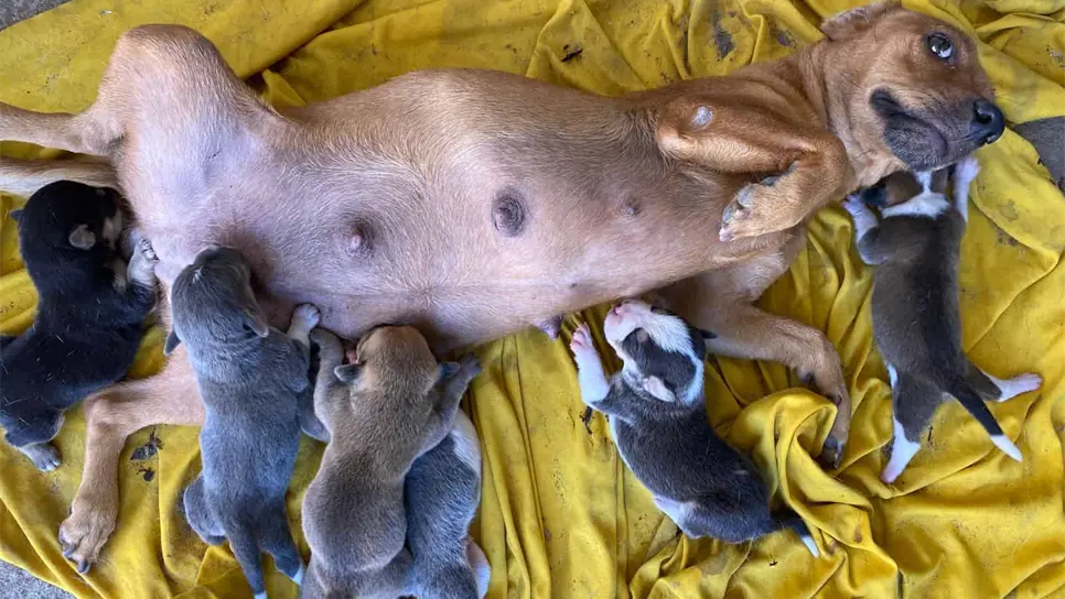 Persiste abandono de mascotas por personas que cambian de domicilio