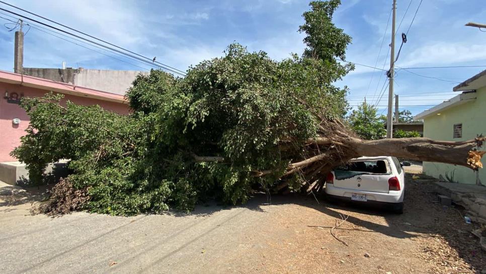 «Estaba dormida y mi hermano me gritó: se cayó el árbol»