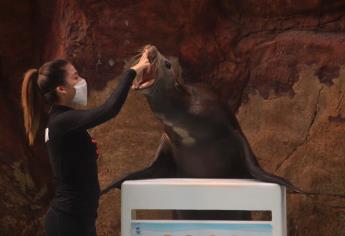 Conoce el Acuario de Mazatlán este verano y sorprendente con la vida marina