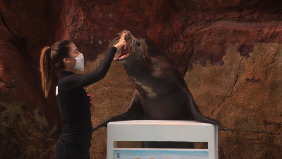 Conoce el Acuario de Mazatlán este verano y sorprendente con la vida marina