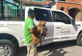 Rescatan a perro amarrado y expuesto al rayo del sol en Los Mochis