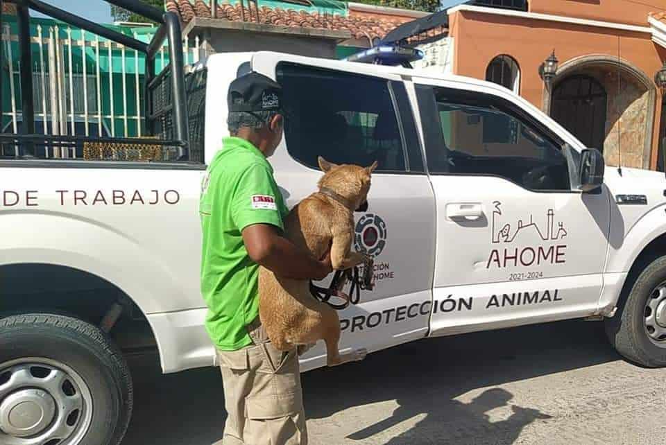 Rescatan a perro amarrado y expuesto al rayo del sol en Los Mochis