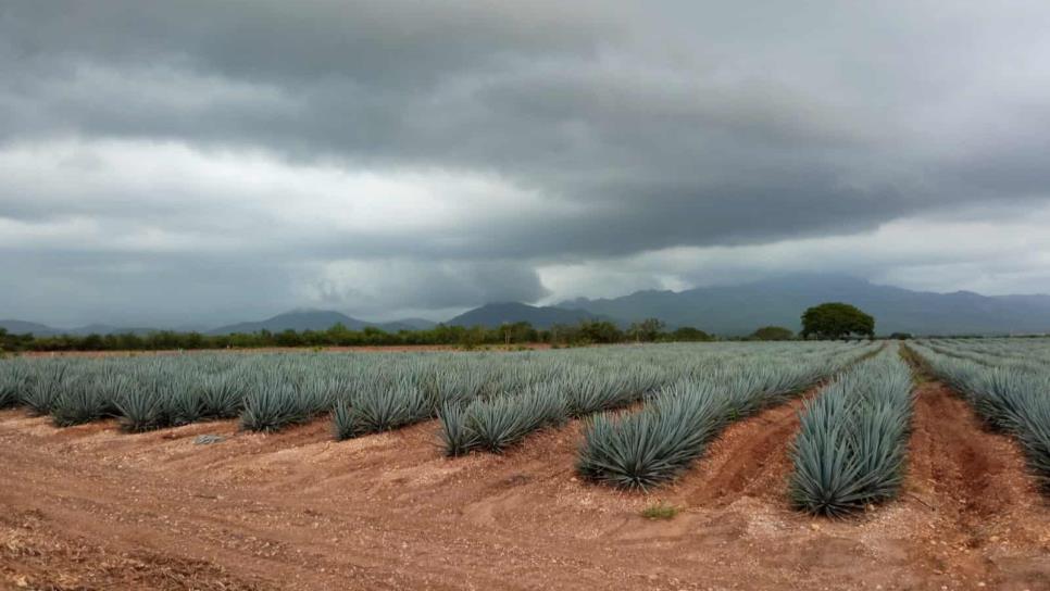 El sur de Sinaloa a nada de ser tierra de mezcal; productores buscan hacer destiladora de agave