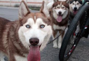 Ahora en Guasave, matan a perrita Husky de un balazo en la cabeza