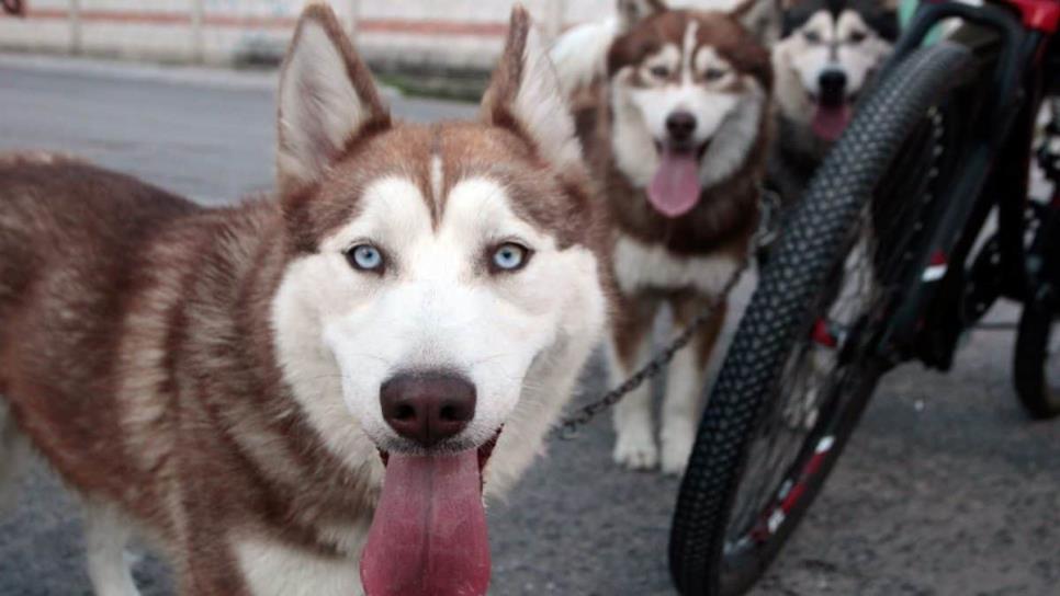 Ahora en Guasave, matan a perrita Husky de un balazo en la cabeza